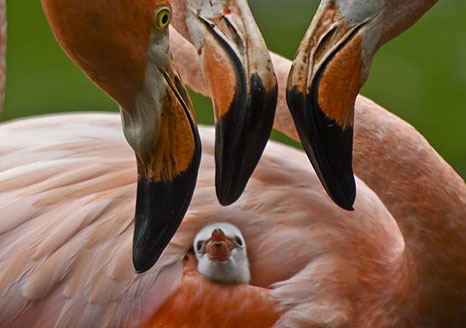 Flamencos 