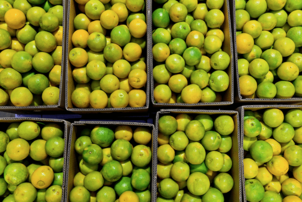 PRIMERA EXPORTACIÓN DE NARANJAS