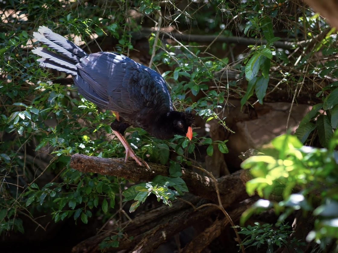 Crestless curassow march 2024